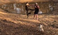 Собаки отбили своего хозяина у агрессивного кенгуру в Австралии (Видео)
