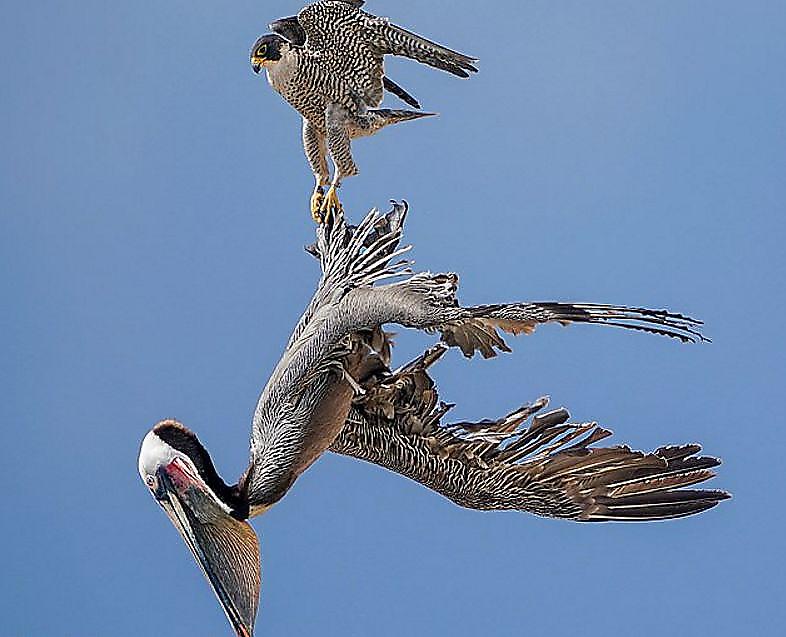 Сокол, защищая гнездо, атаковал двух пеликанов, пролетающих мимо