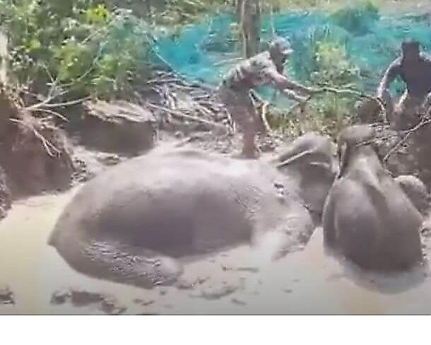 Спасатели двое суток вытаскивали слониху с детёнышем из болота в Индии (Видео)