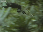 Стая кровожадных шимпанзе устроила охоту на обезьян ▶