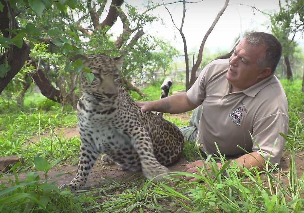 Владелец питомника с хищниками разлучил самку леопарда с детёнышами