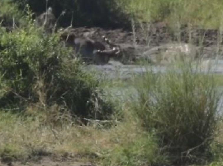 Водяной козёл вырвался из пасти крокодила в ЮАР ▶