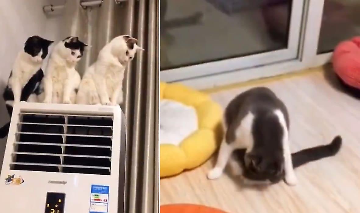 Воинственный кот «выжил» соплеменников с жилплощади и попал на видео в Китае