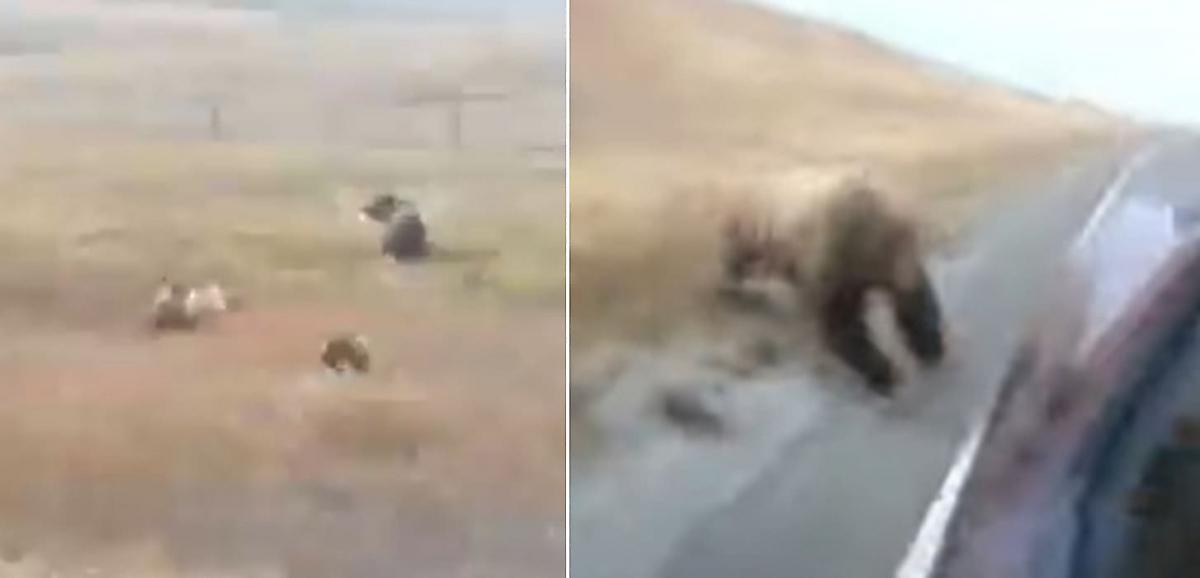 Злобная медведица, защищая детёнышей, устроила погоню за автомобилем и попала на видео в США