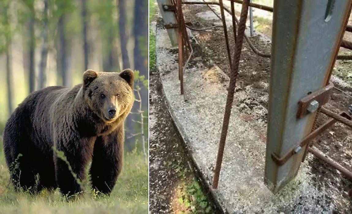 Знаменитый медведь М49 совершил очередной побег из итальянского питомника