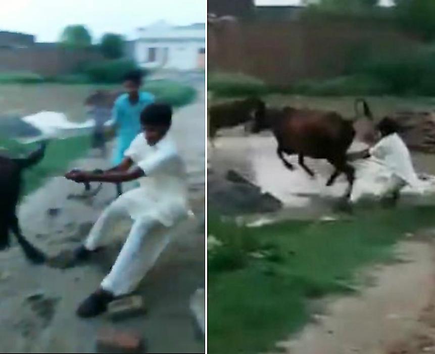 Корова устроила своему хозяину грязевой слалом в Пакистане ▶