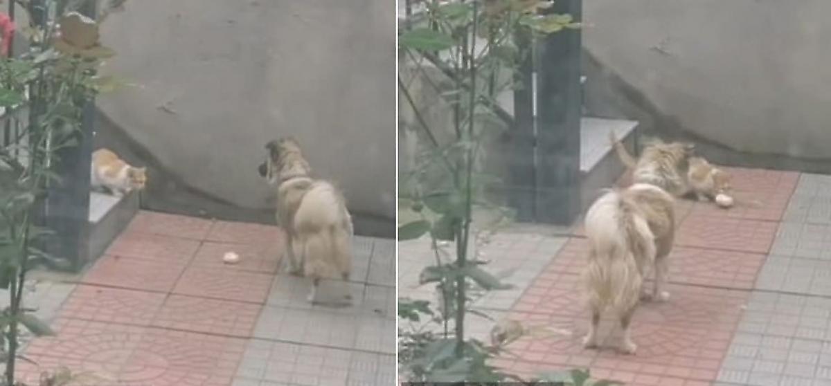 Добрый пёс, поделившийся булочкой с бездомным котом, растопил сердца миллионов китайцев