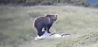 Хитрый медведь, сбежавший из вольера и преодолевший систему ловушек, объявлен в розыск в Италии ▶ 2