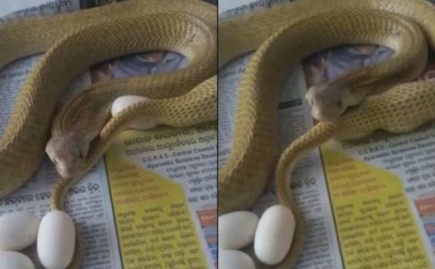 Кобра, откладывающая яйца, атаковала любознательного индийца (Видео)