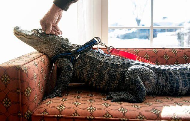 Ласковый крокодил посещает дома престарелых в качестве животного эмоциональной поддержки ▶