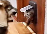 Разъярённый кот поставил на место пса, попал на видео и прославился в сети