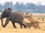 Стадо слонов отбило детёныша у львиного прайда в ЮАР