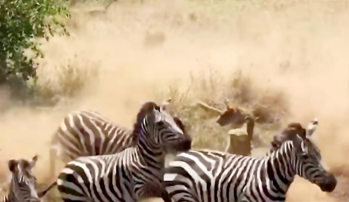 Зебры атаковали львицу, охотившуюся на них и попали на видео в Танзании