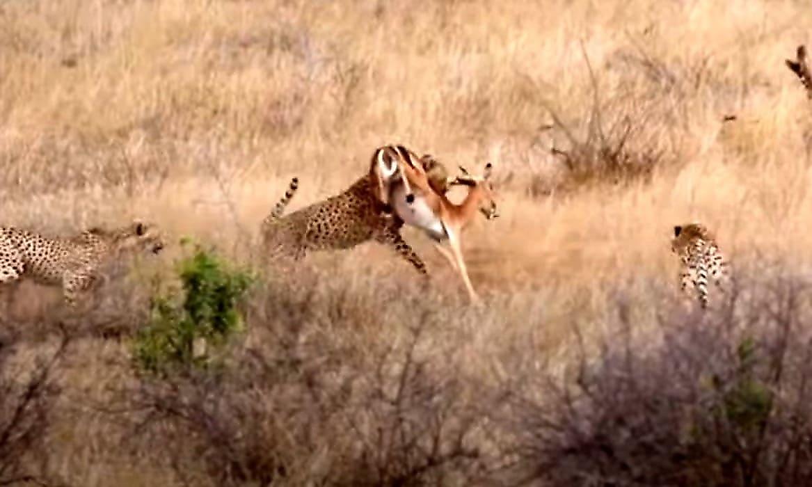 Антилопа на свою беду не заметила трёх гепардов, спрятавшихся за насыпью