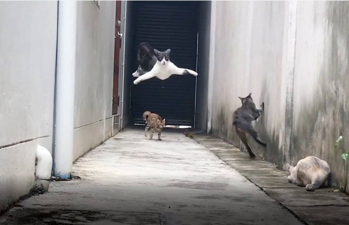 Кошачий боевик: банда котов подстерегла своего обидчика в подворотне... (Видео)