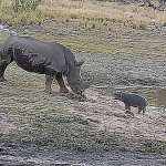 Детёныш бегемота отстоял у носорога свой водоём в ЮАР (Видео)