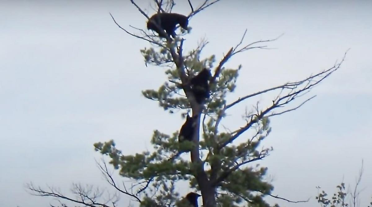 Медвежье семейство, забравшееся на верхушку дерева, привлекло внимание туриста с видеокамерой