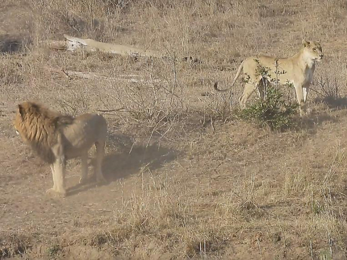Нерасторопный лев испортил охоту львице в африканском заповеднике ▶