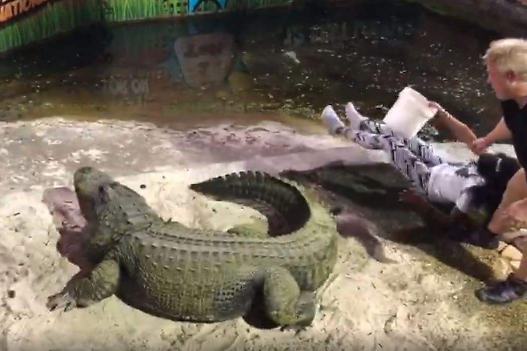 Огромный крокодил взмахом хвоста лишил туристку точки опоры - видео