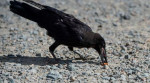 Орнитологи обучили ворон собирать окурки и мусор во французском парке (Видео)