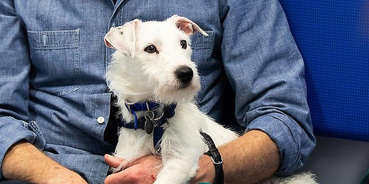 Пёс, совершивший одиночное плавание на доске, был спасён возле порта в Лондоне