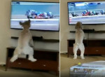 Пёс, устроивший скачки возле телевизора, позабавил сеть