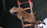 Самку леопарда вытащили из глубокого колодца в Индии (Видео)