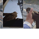 Строитель спас кукушку, застрявшую на 75-метровой высоте башенного крана ▶