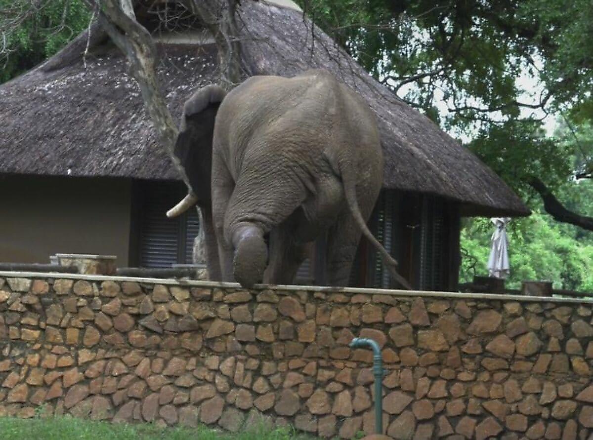 Воришка слон перебрался через забор и похитил манго у туристов в Замбии