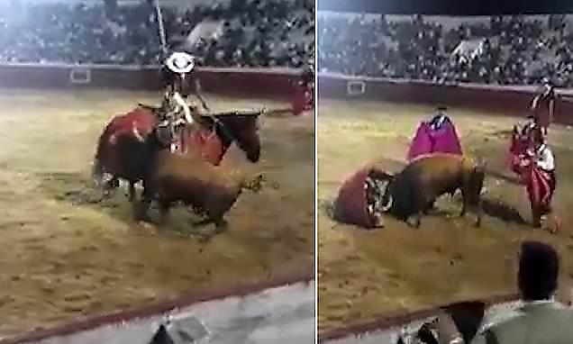 Бык забодал лошадь и сбежал с арены во время корриды в Колумбии ▶