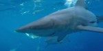 Акула отказалась участвовать в фотосессии и попыталась вернуть видеокамеру рыбаку у побережья Австралии (Видео)