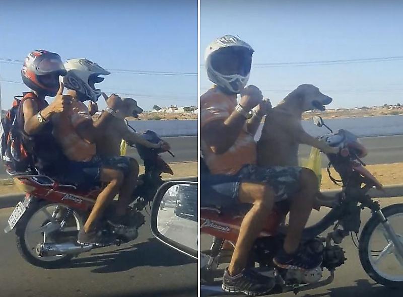 Бразильские экстремалы доверили псу управление скутером ▶