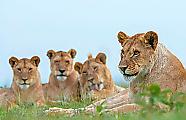 Турист снял семейный фотопортрет львиного семейства в парке ЮАР 0