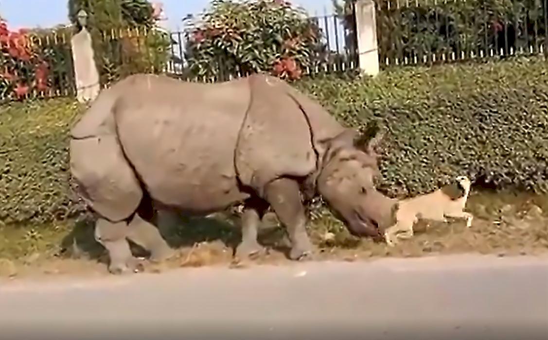 Носорог нарушил покой пса, попал на видео и рассмешил сеть