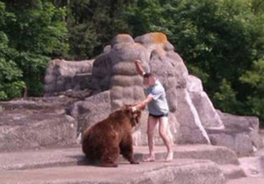 Поляк устроил драку с медведицей, забравшись в вольер в зоопарке