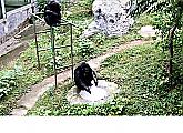 Шимпанзе постирал одежду смотрителя в китайском заповеднике