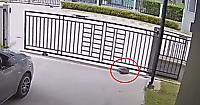 Шустрая черепаха самостоятельно разобралась с устройством ворот и совершила побег в Тайланде