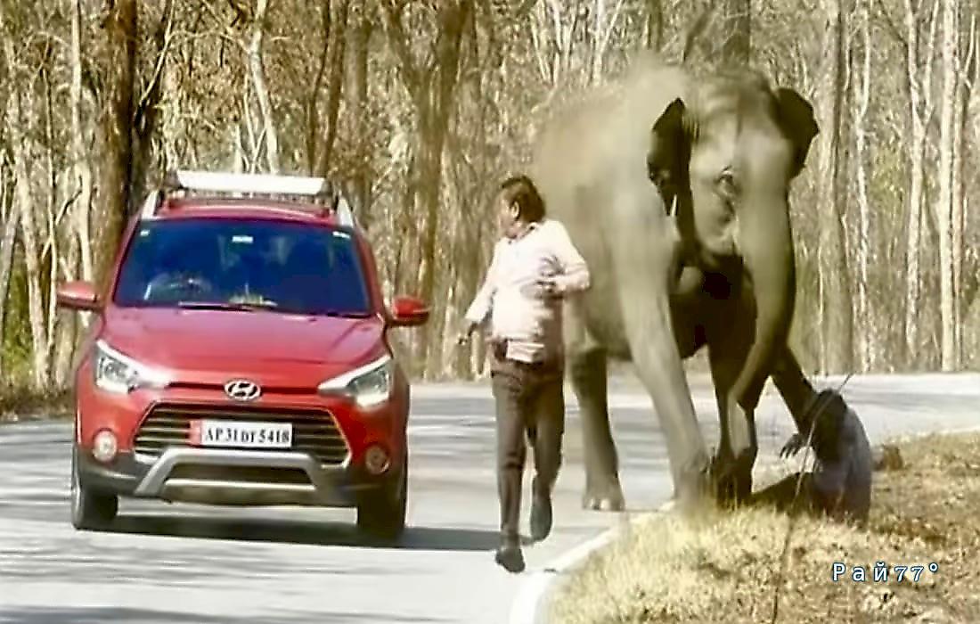 Слон догнал и чудом не растоптал нерасторопного туриста: видео