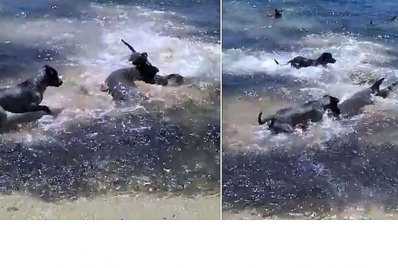 Собачья свора напала на акул у побережья австралийского острова ▶