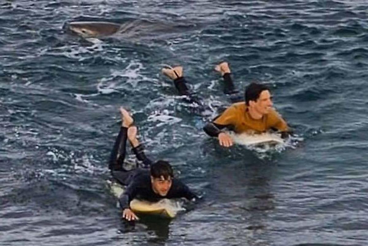 Сёрфер отбился от акулы у побережья Австралии