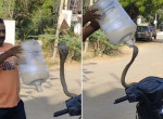 Змеелов, используя бутыль, поймал спрятавшуюся в мопеде кобру
