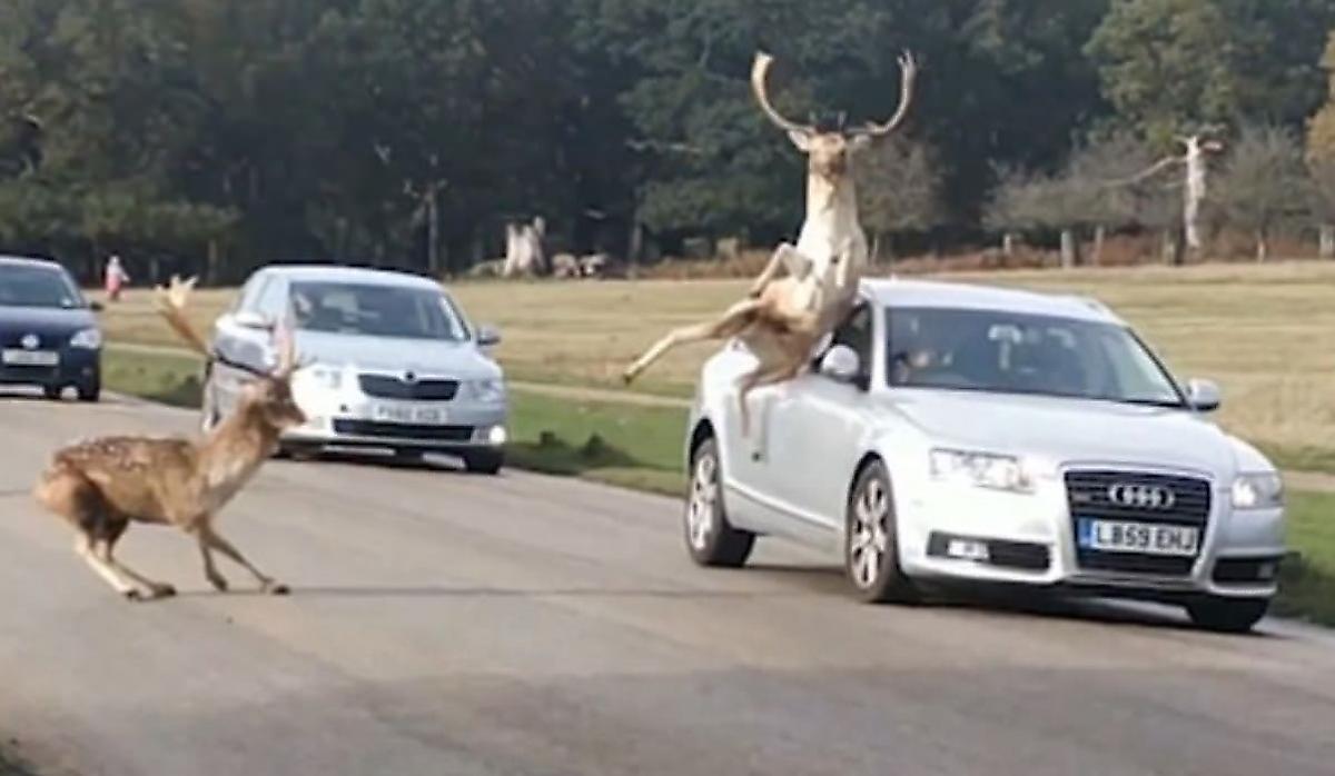 Автомобиль оказался на пути у оленя, убегающего от соперника - видео