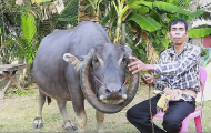 Буйвол, с рогами выросшими в другую сторону, стал почитаемым жителями тайской деревни ▶