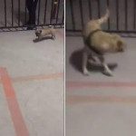 Дерзкий щенок, прячась за решёткой, вывел на эмоции взрослого пса (Видео)