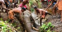 Два экскаватора и толпа местных жителей на протяжении 7-ми часов вытаскивали слона из болота в Индии (Видео) 1