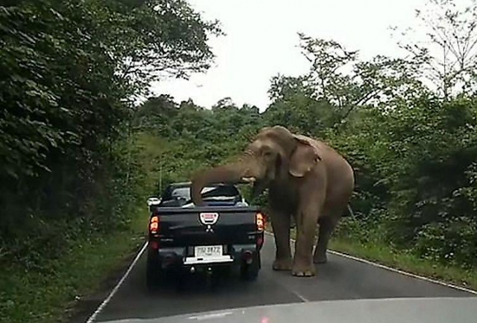 Голодный слон перекрыл движение на трассе в Таиланде и произвёл обыск в двух пикапах