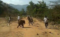 Грозный слонёнок, вытащенный из канавы, разогнал своих спасателей в Индии ▶