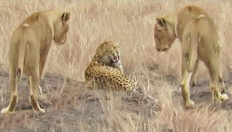 Леопард перехитрил львов и сбежал от них в африканском заповеднике ▶