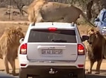 Львы проверили на прочность автомобиль туриста в африканском парке ▶