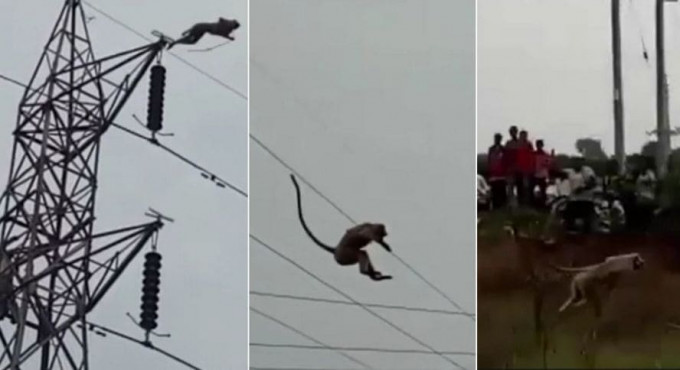 Обезьяна не далась в руки спасателям и совершила прыжок с 30-метровой высоты ЛЭП в Индии (Видео)
